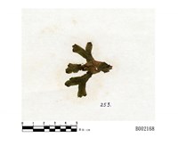 藏品(蛇蘚)的圖片